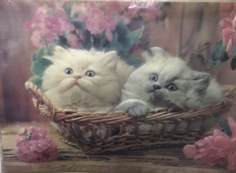 Вот постер с котятами