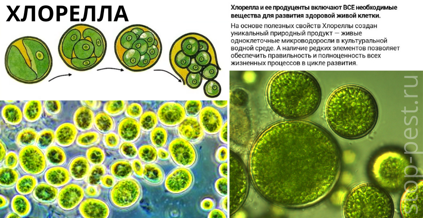 Хлорелла - одноклеточная водоросль, фото сайта https://stop-pest.ru