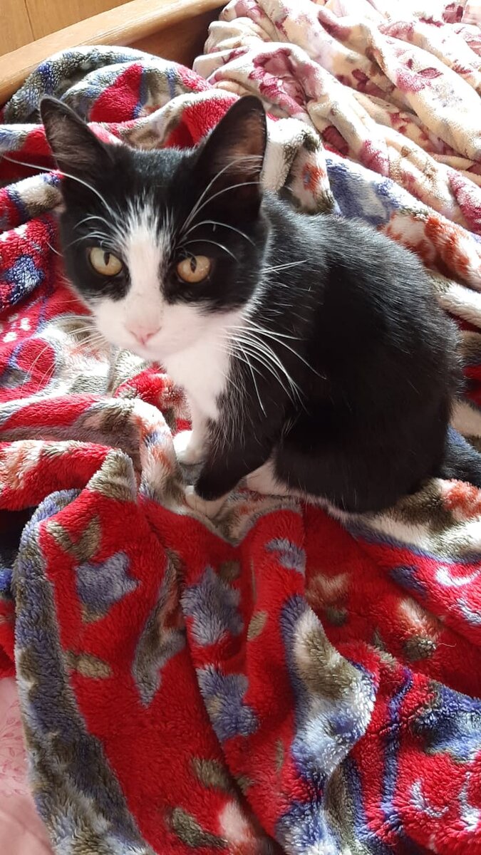 Самый главный котик в доме!