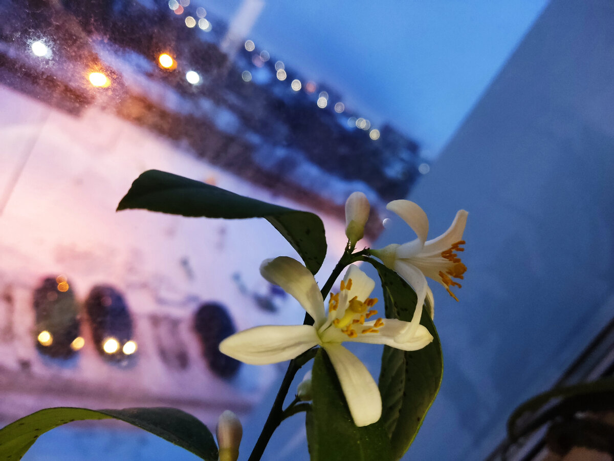 Мой красавчик - лимончик