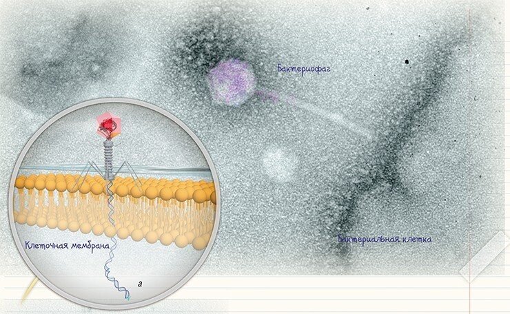 На  ультратонких срезах бактериальной клетки, инфицированной бактериофагом  семейства Mioviridae, видны вирусные частицы (а), сорбированные на  поверхности клетки. По: (Рябчикова, Юнусова, 2016)