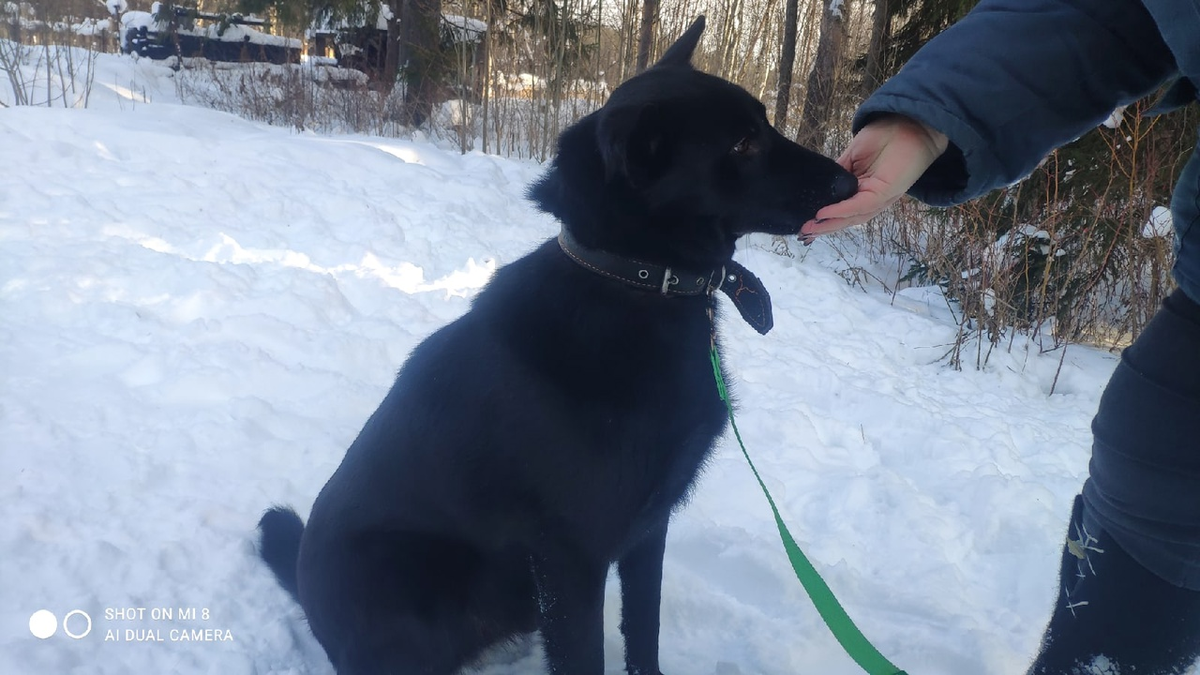 Послушная, с весёлым нравом. Любит сопровождать человека на прогулке. Подходит по первому требованию. Отлично знает свою кличку, поддаётся дрессировке.