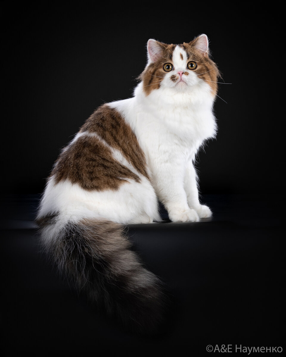 Хайленд-страйт: описание породы кошки, питание и уход за питомцем |  Екатерина Мосшарм | Дзен