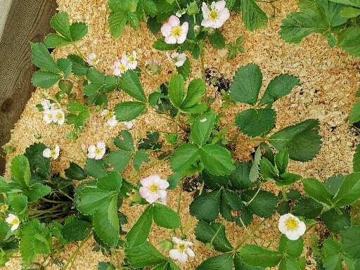 Под клубникой обычно использую опилки, так как они ложатся плотно и клубника на них не гниет, а всегда чистая и аккуратная