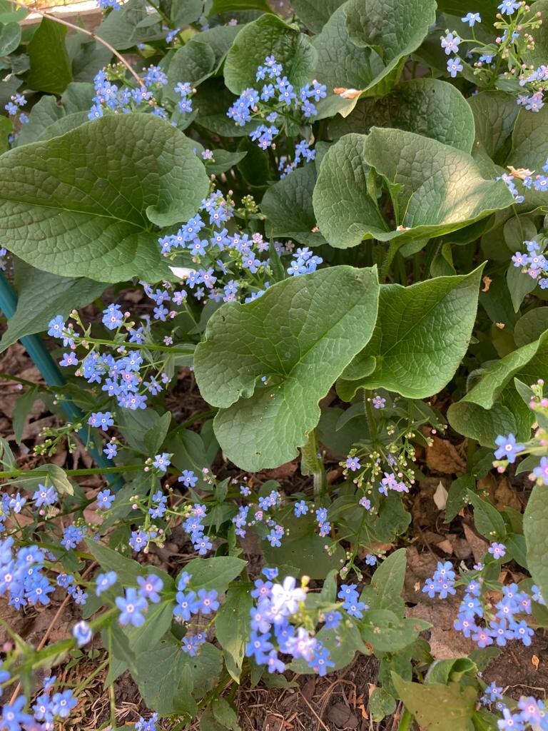 Бруннера крупнолистная