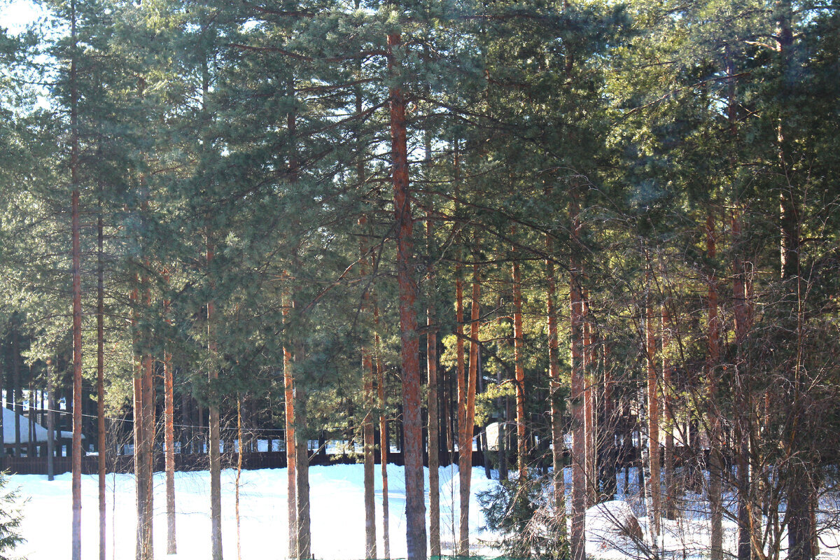 Март в нашем саду, фото автора 