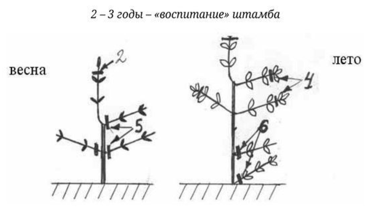Как сформировать штамб. Как сформировать штамб. Формирование смородины на штамбе. Посадка штамбовой розы. Как сформировать штамб.