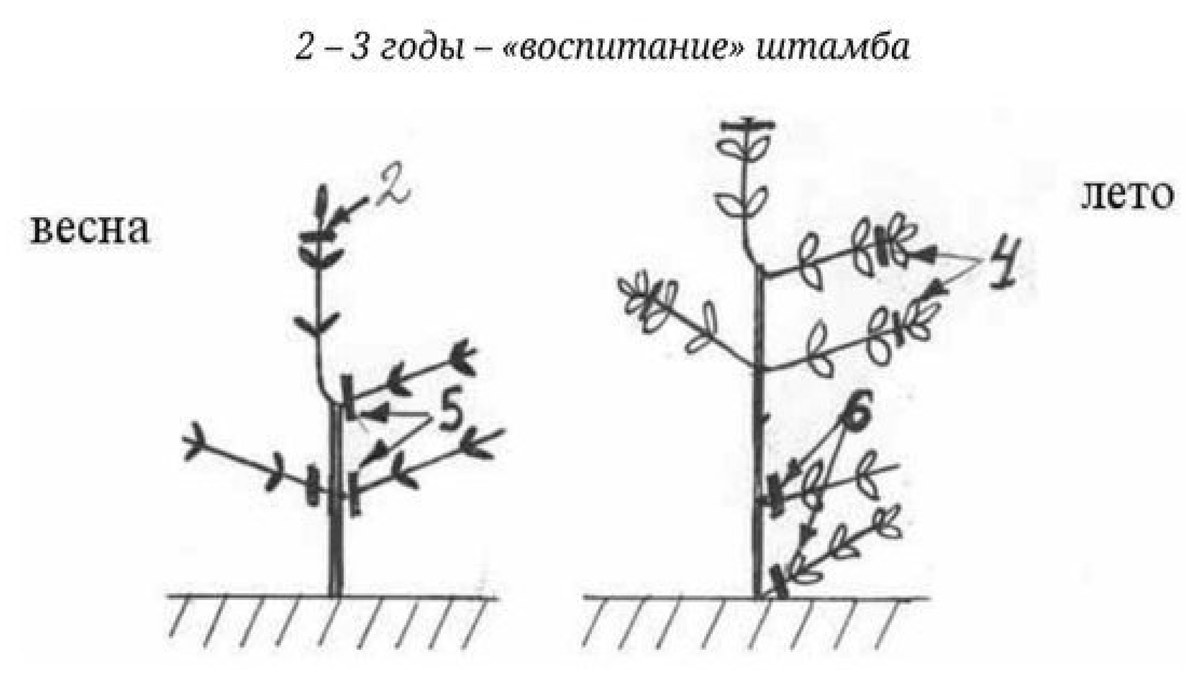 Формирование гортензии на штамбе схема. Обрезка гортензии метельчатой на штамбе. Формирование гортензии метельчатой на штамбе. Формирование метельчатой гортензии деревом.