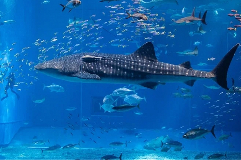 Фото: pixabay.com