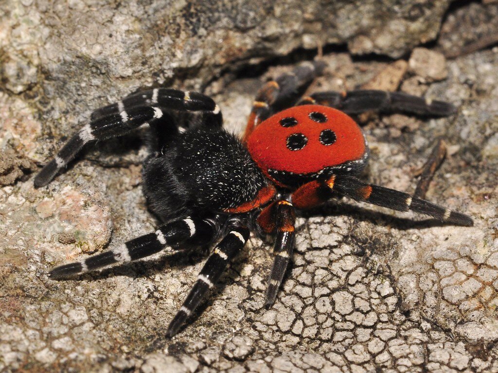 Южнорусский тарантул — Википедия