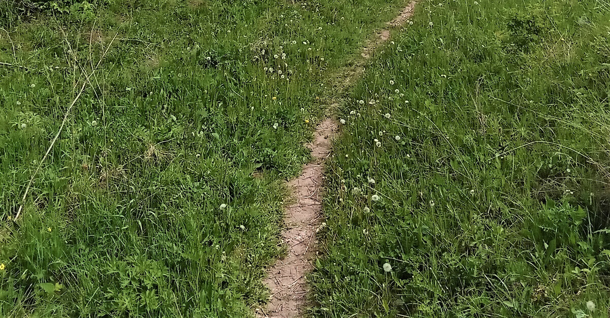 Тропа к роднику. Фото автора канала.