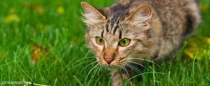 Когда кошки прижимаются к земле, они ходят так, что движения их передней и задней частей тела уравновешивают друг друга. Хотя это помогает им пробираться плавно, это не очень хорошо для энергоэффективности. (изображения: dreamstime)