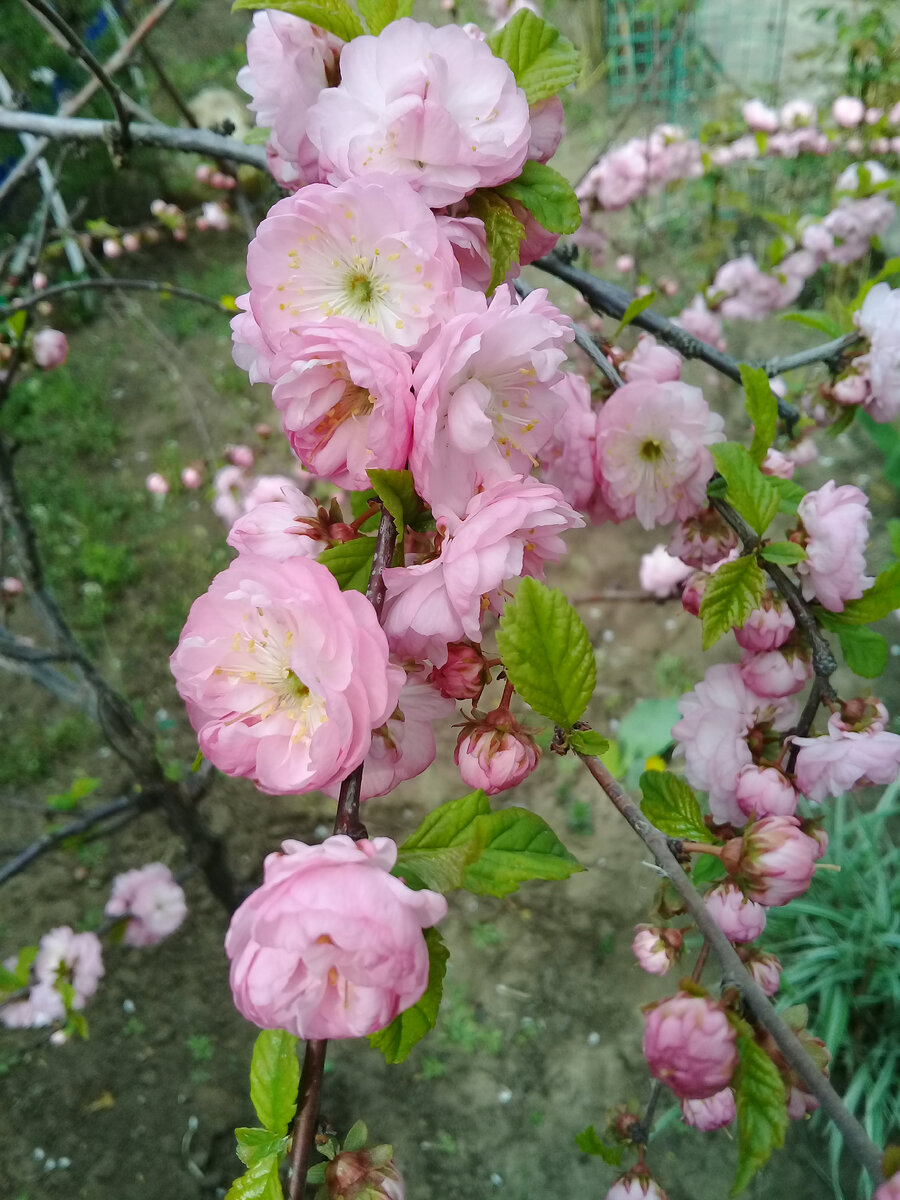 А это цветет миндаль