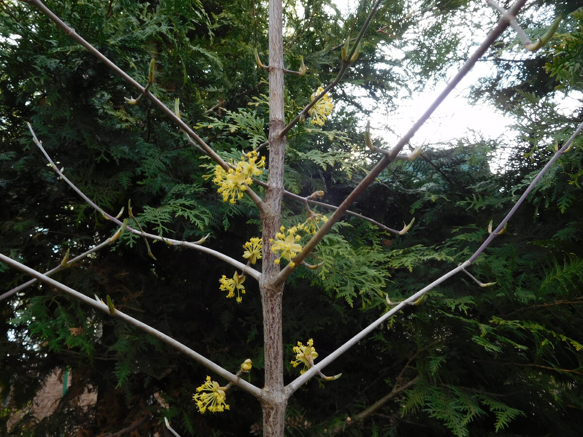 Первое цветение в моем саду