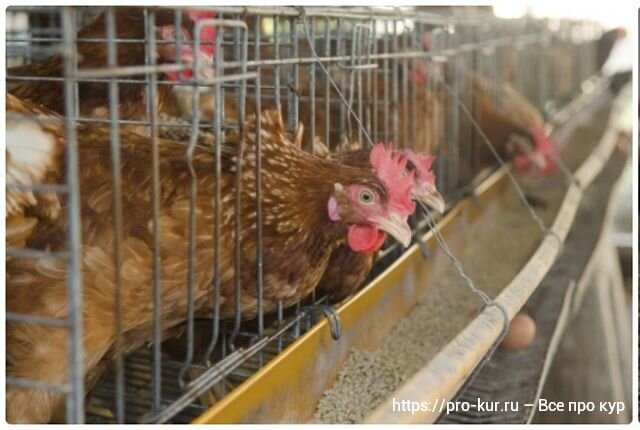 Содержание бройлеров в домашних условиях в клетках: содержание, кормление и правила ухода