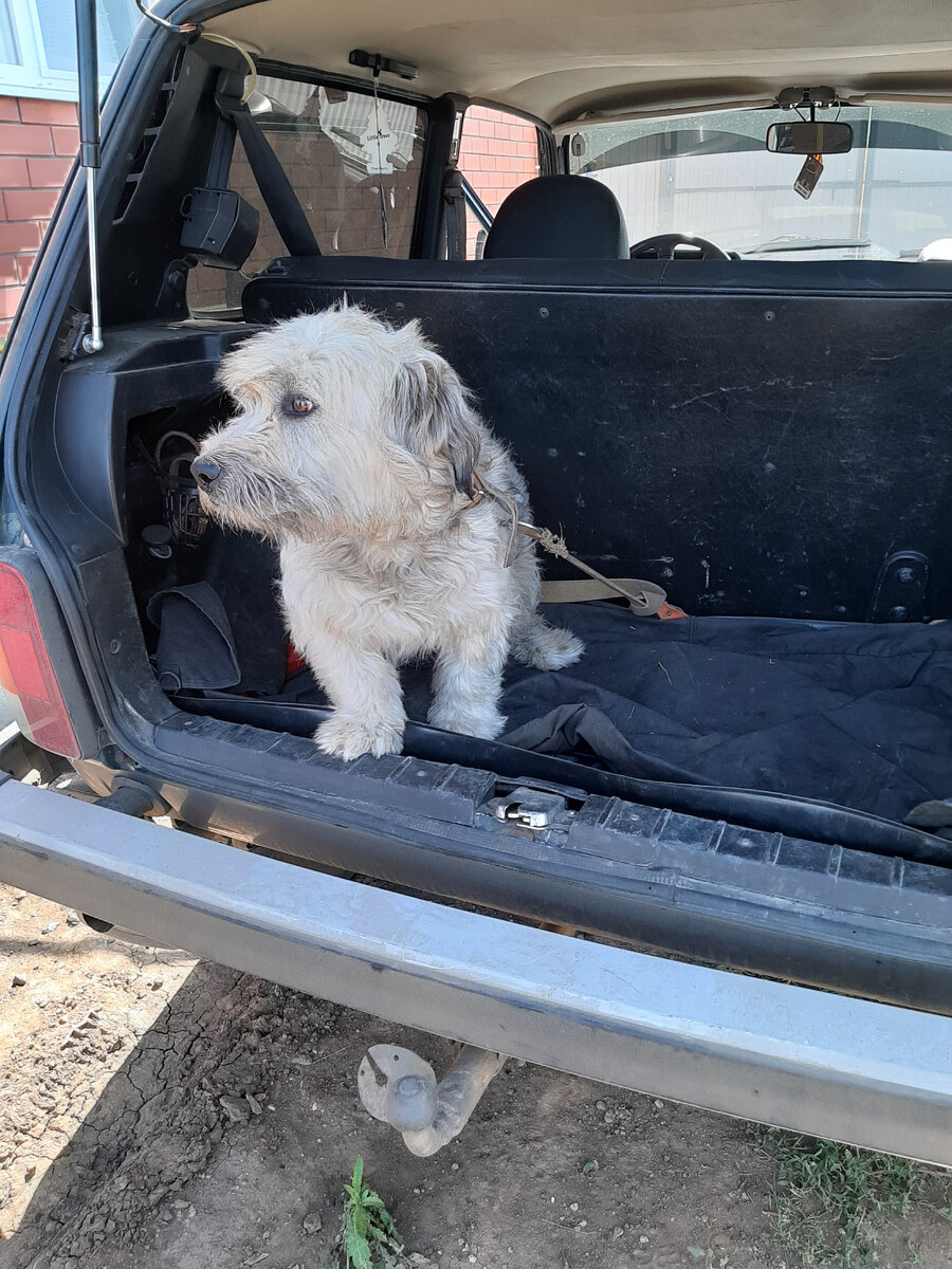 Балу едет в ДоброДом