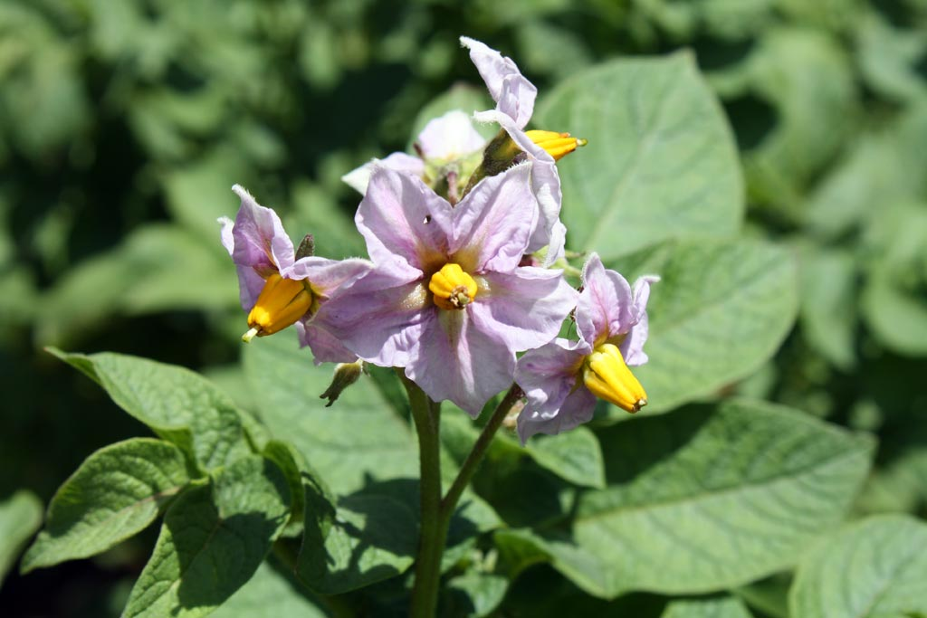 flower-of-potato-2458090_640 - Spud Smart