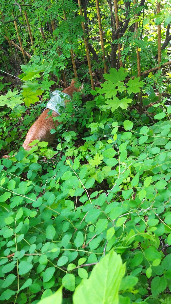 Сеня/кот. Прогулка 3 июня. Рассказ в картинках и видео. | Семен Кот | Дзен
