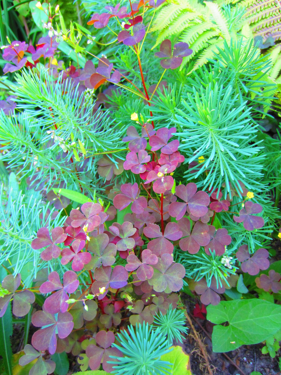 Кислица рожковая. Когда-то как диковину нам презентовали. Мы радовались! А теперь нещадно её выдираем, но... А молочай кипарисовый, который тоже на этом фото, много лет жил в миксбордере, не доставляя проблем, но 2 года назад вдруг пропал...