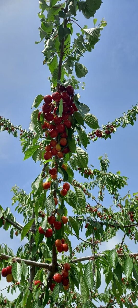 Просто для настроение, именно под этой самой черешней пишу эту статью.