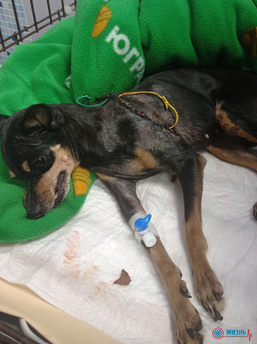 Той-терьер Муся после операции на стационаре в ветклинике  операции