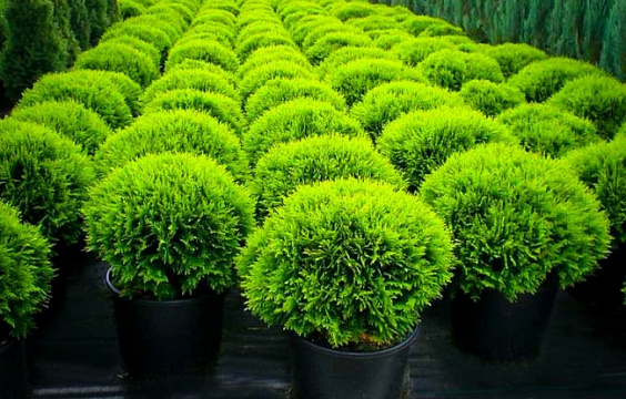 Туя западная Danica в горшке