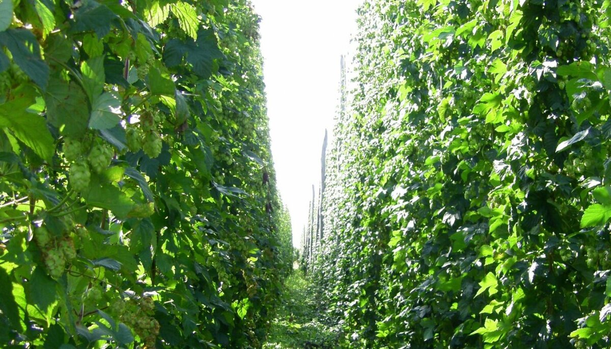 Хмельники в Чувашии