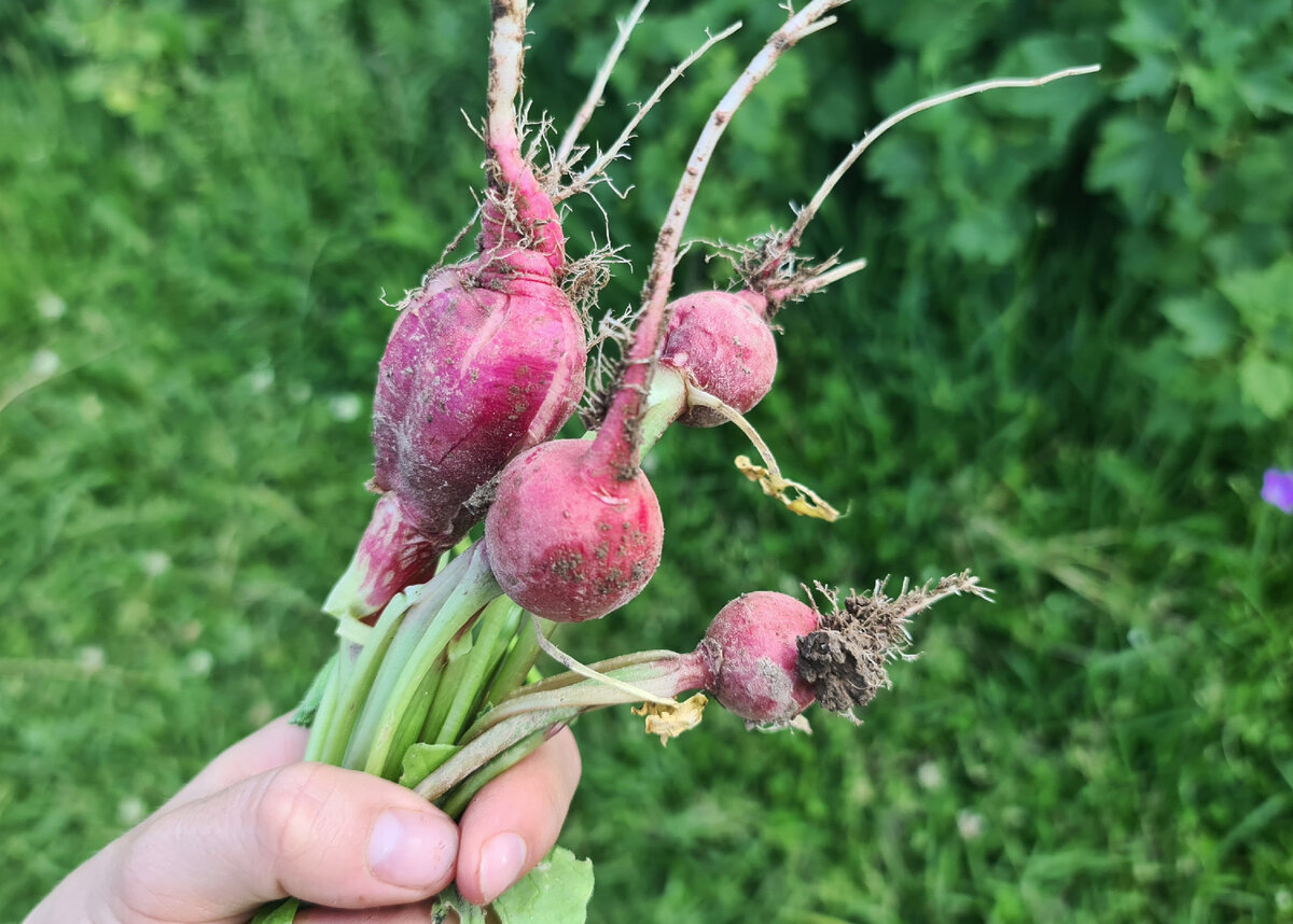 А вы квасите?! Удивительно вкусная летняя квашеная редиска и советы по  живой ферментации овощей и трав | Дом с Котом | Дзен