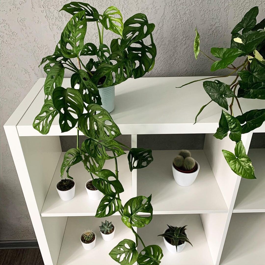 Monstera obliqua в интерьере