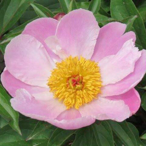 Martha W. ( Spangler , 1985 год )