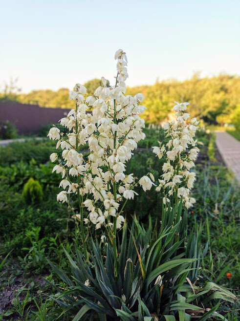 Купить Юкка садовая