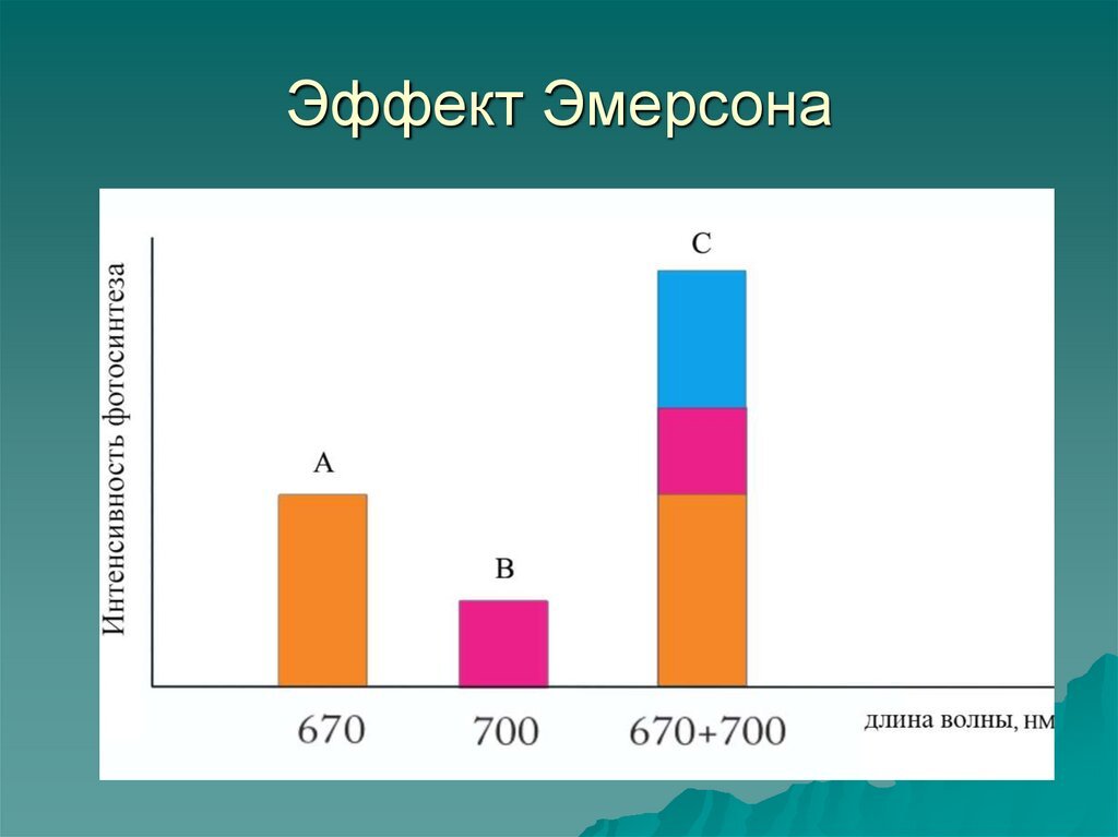 Фото с сайта https://ppt-online.org/728772