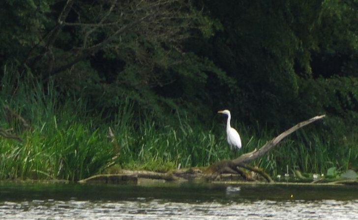    В Курске на «Боевой даче» увидели большую белую цаплю