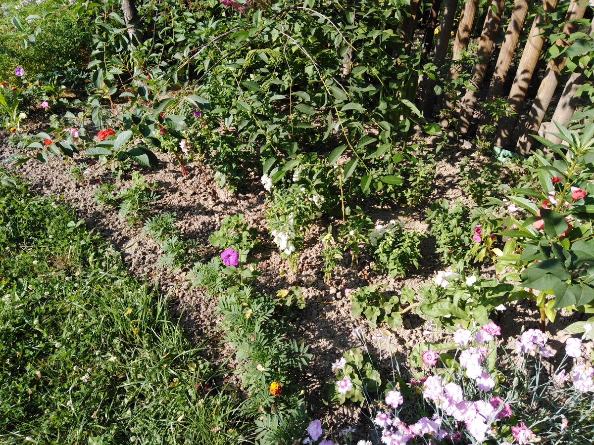 Идут волной, повторяя очертания клумбы, - до вязеля, в левом верхнем углу