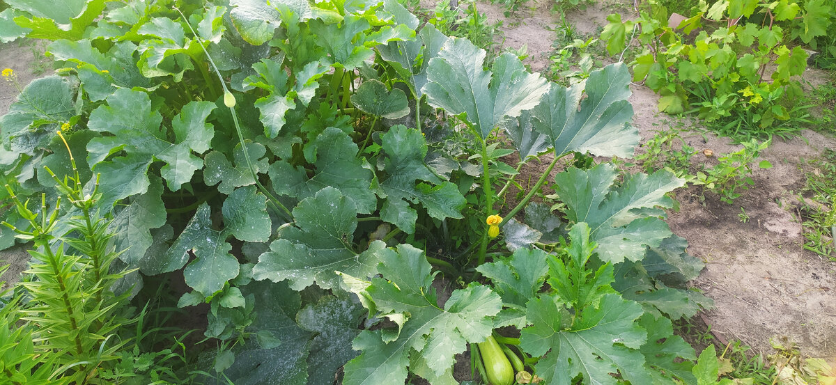 Кабачки 