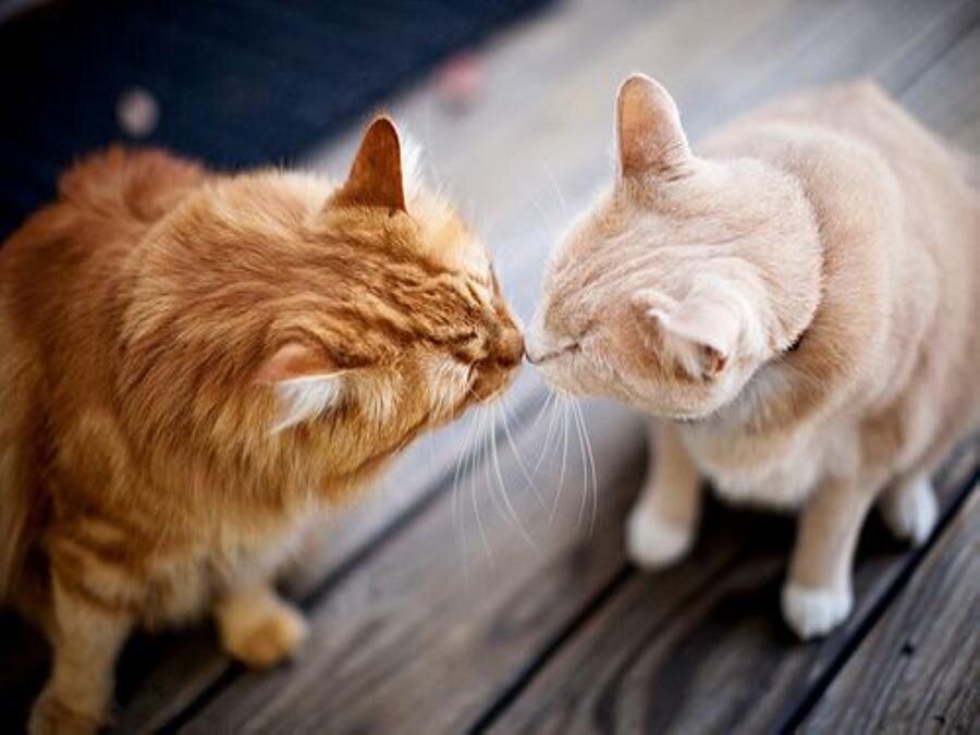 Фото из Интернета.