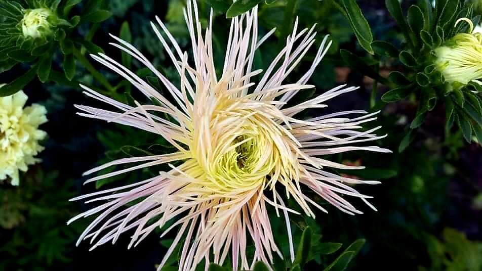 Астра из моего сада.