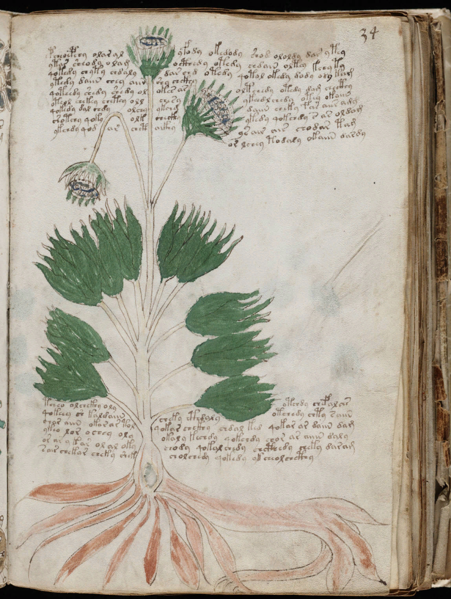 Иллюстрация из ботанического раздела