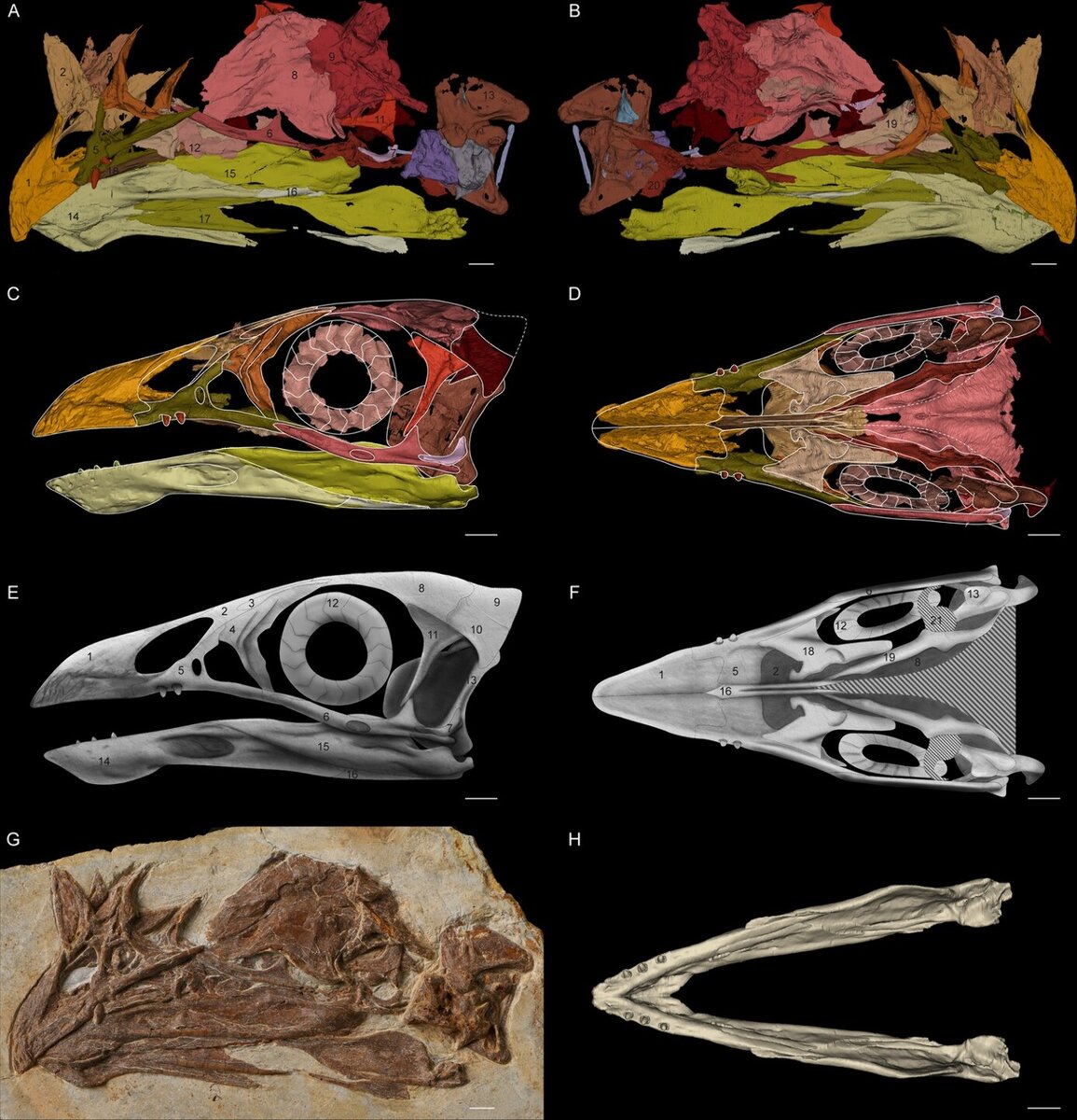     Фото: Han Hu et al./eLife, 2022 Реконструированная 3D-модель черепа