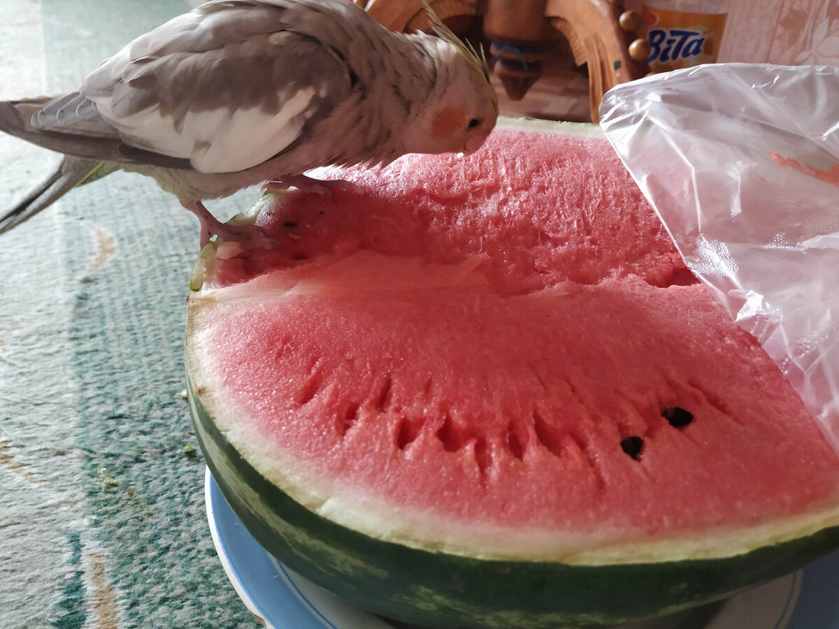 Огромный арбуз, и весь его