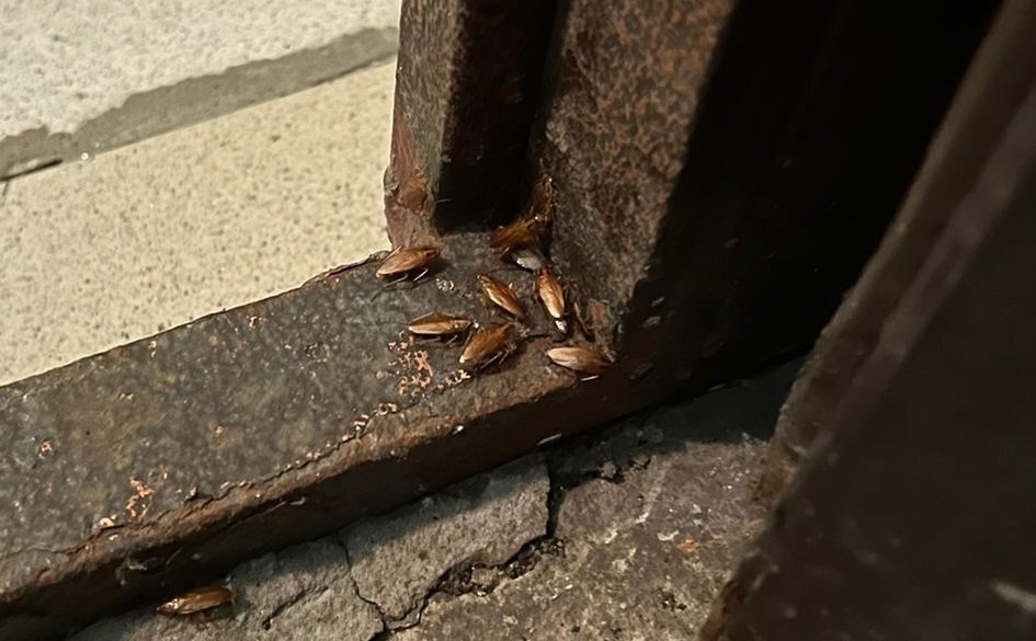 Очень похоже, что насекомых кто-то подбросил прямо на порог