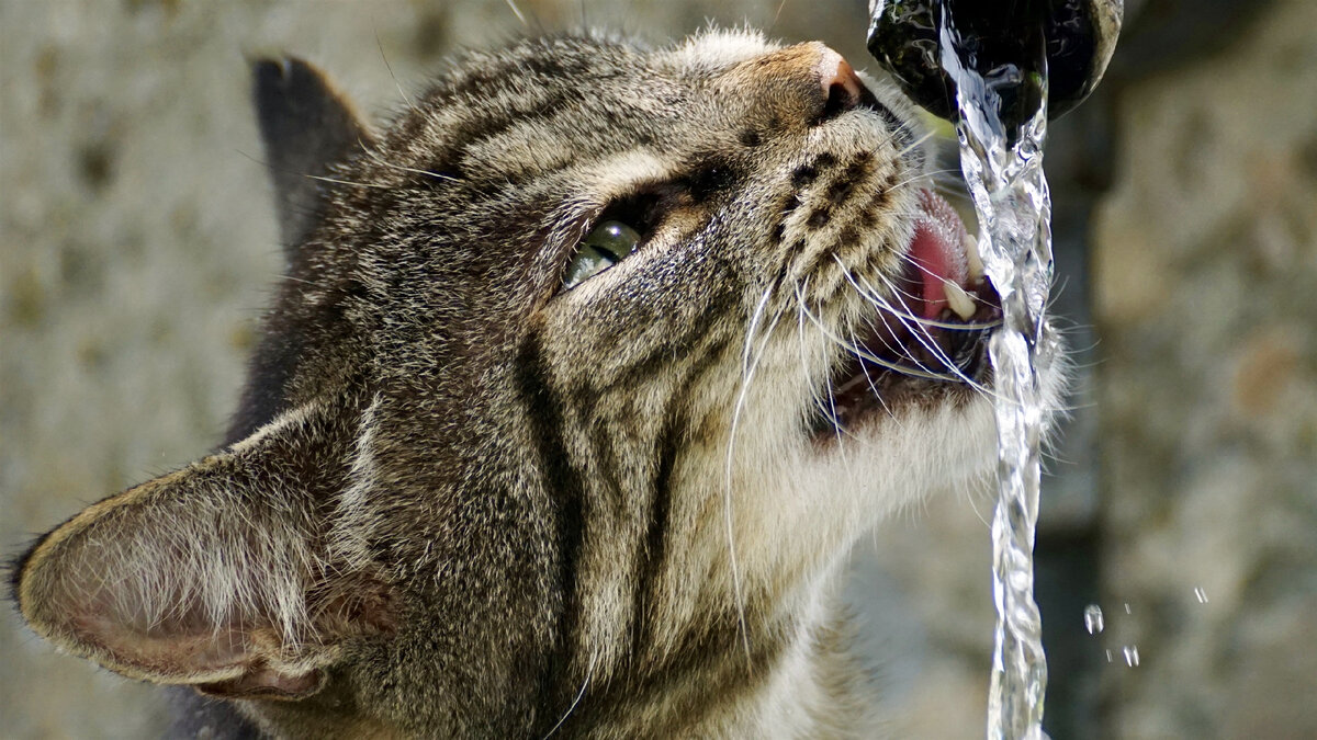 Каждой кошке необходимо пить воду, поэтому у неё всегда должна стоять миска с чистой водой. Котята учатся её пить относительно поздно: пока их кормит мама, воду они не попробуют.