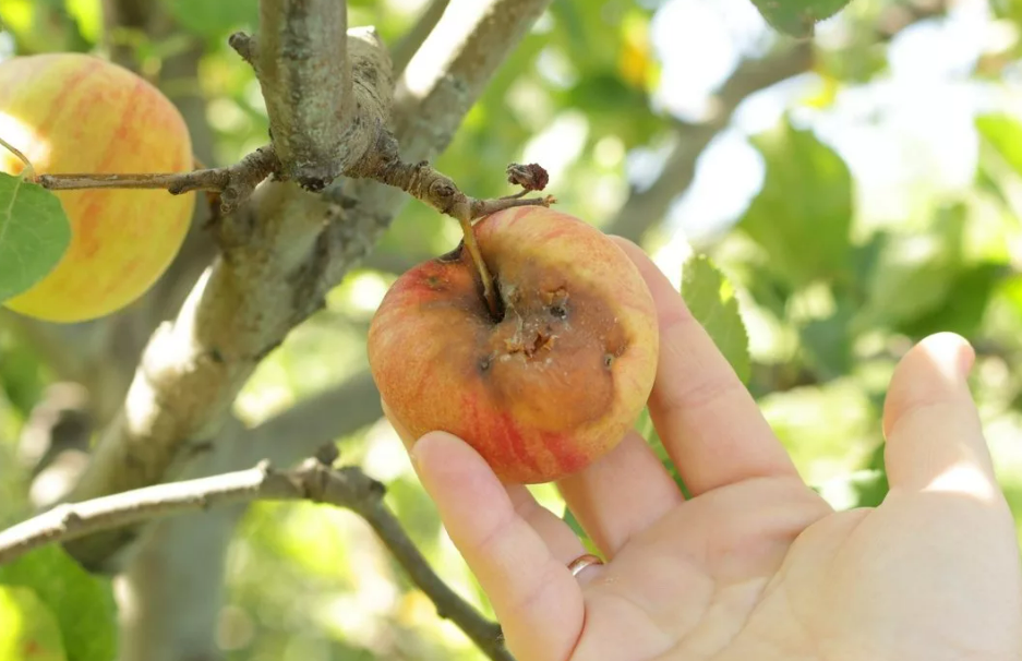 Фотография взята из источника bee-master.ru