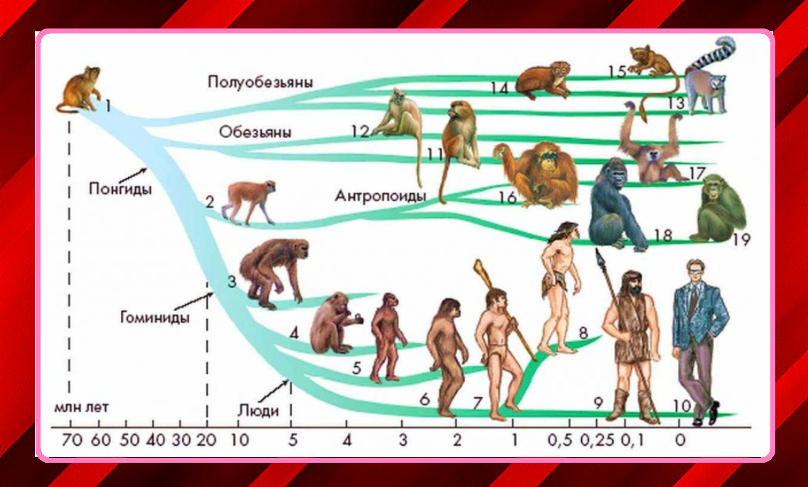Ветви развития обезьян и человека. Ветви развития человека разумного. Эволюционный путь развития человека схема. Ветка эволюции человека и обезьян.