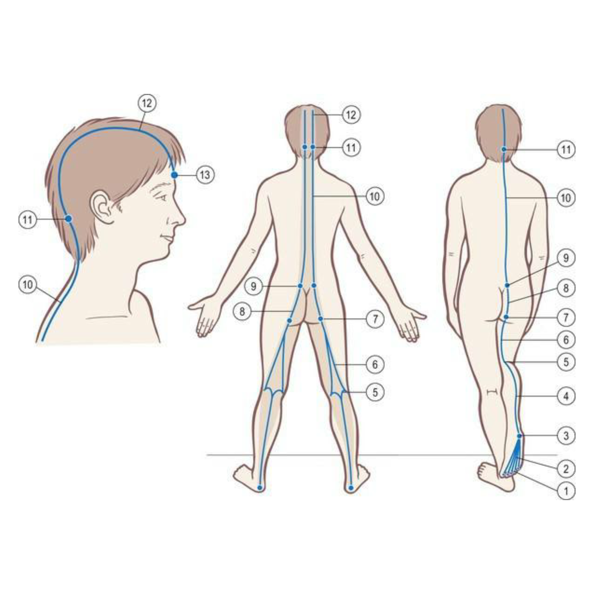 Forth back back forth. Анатомические поезда картинки. Backline анализ. Back line. Superficial.