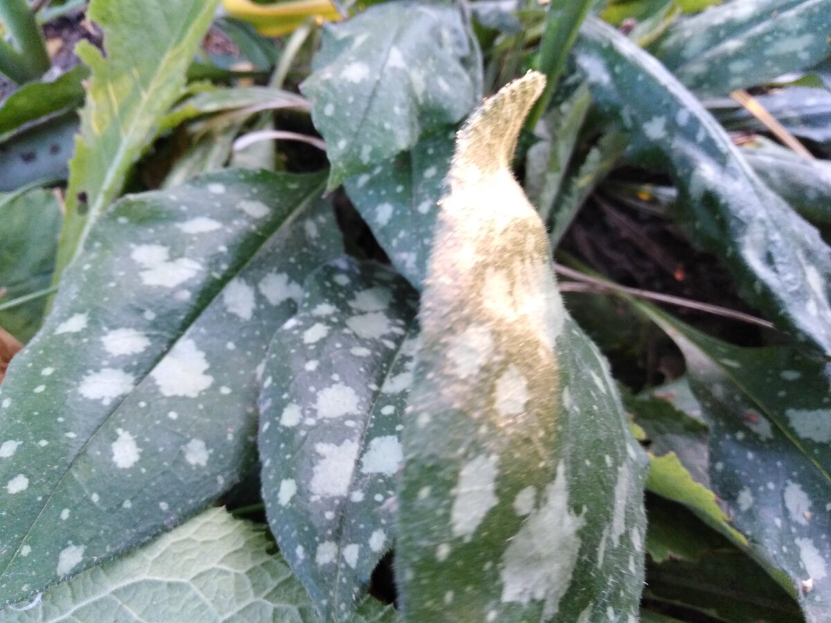 Листья медуницы шершавые и неприятные на ощупь