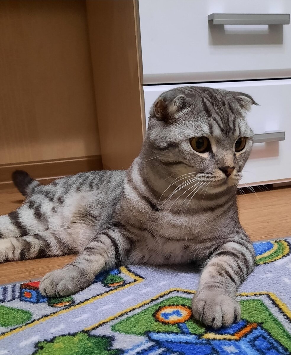 Красавец Кексик