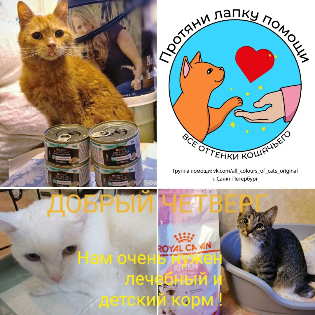 © ВСЕ ОТТЕНКИ КОШАЧЬЕГО. Лапка помощи 