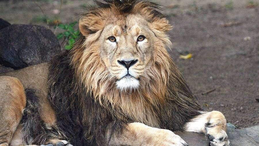 фото: из интернет-ресурса