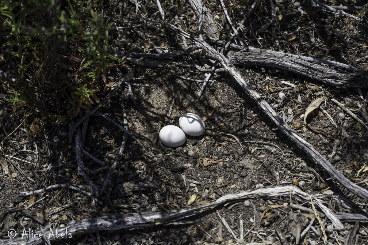 Гнездо белогорлого козодоя. Шедевр природного минимализма.